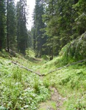 Bild des Bödmerenwald